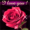 Rose love